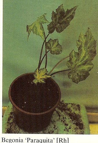 B. ‘Paraquita’